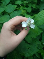 Rubus caesius