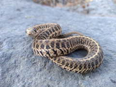 Thamnophis scaliger