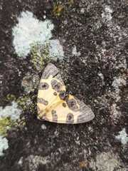 Pantherodes pardalaria