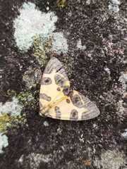 Pantherodes pardalaria