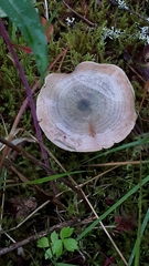 Lactarius fennoscandicus