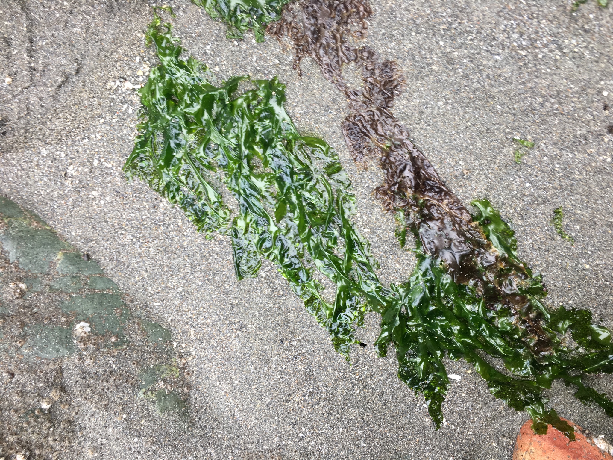 Ulva fenestrata