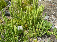 Diphasiastrum alpinum