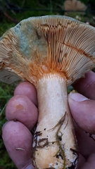 Lactarius fennoscandicus