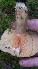 Lactarius fennoscandicus