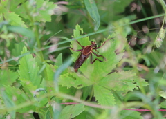 Diogmites basalis