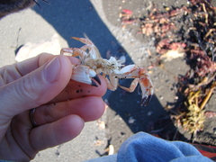 Metacarcinus novaezelandiae