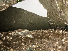 Oligocottus maculosus