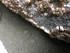 Oligocottus maculosus