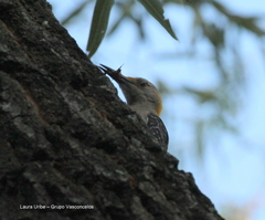 Melanerpes aurifrons