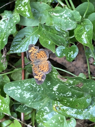 Pearl Crescent photographed in Kansas