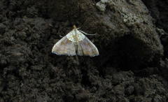 Agrotera nemoralis