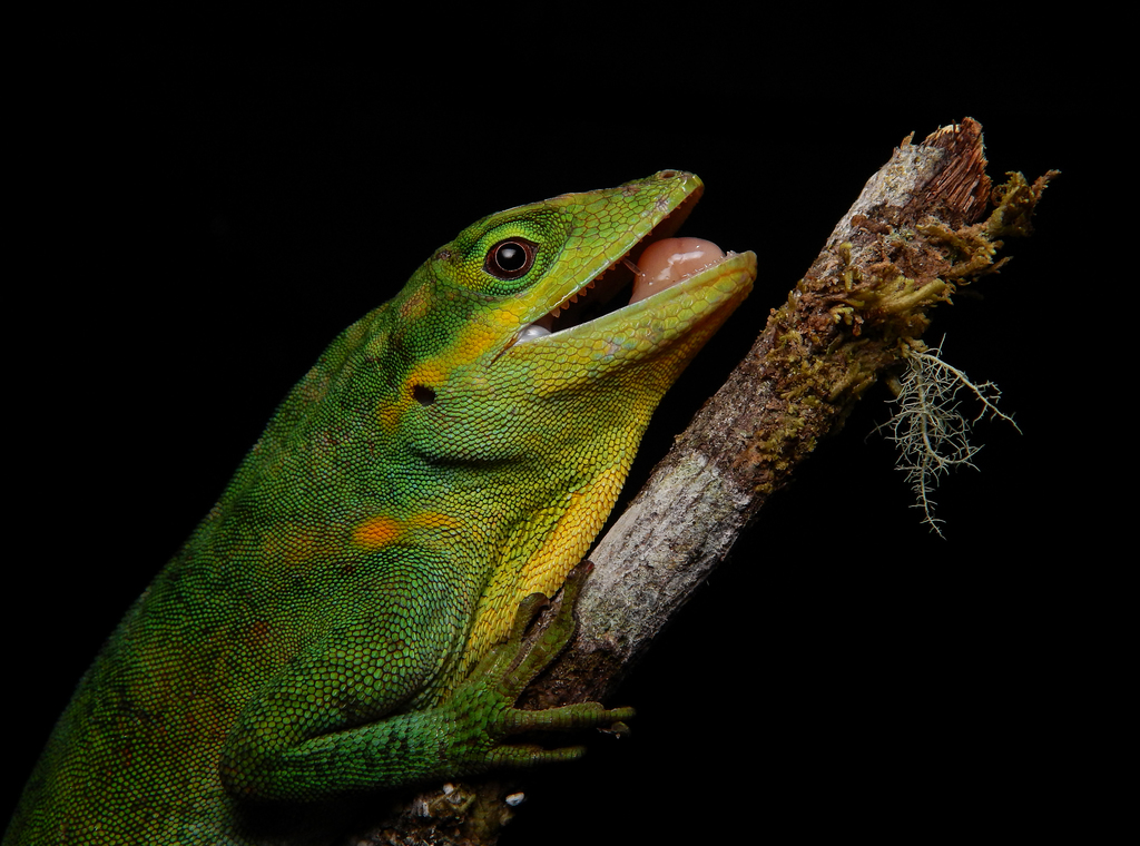 Urrao Anole
