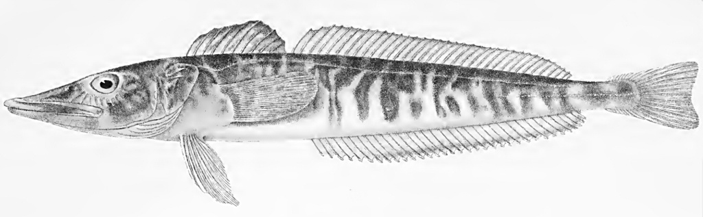 Pike Icefish