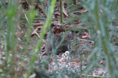 Sigmodon arizonae