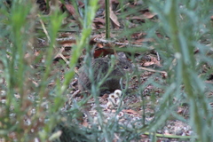 Sigmodon arizonae