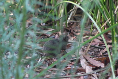 Sigmodon arizonae