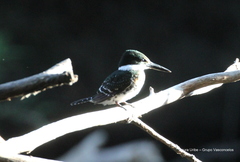 Chloroceryle americana