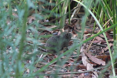 Sigmodon arizonae