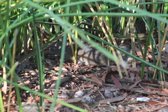 Sigmodon arizonae