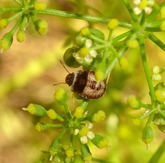 Sciocoris macrocephalus