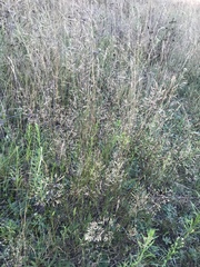 Agrostis capillaris