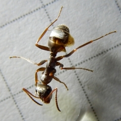 Formica cinerea