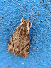 Erinnyis oenotrus