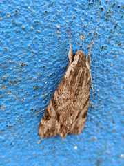 Erinnyis oenotrus