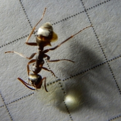 Formica cinerea