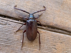 Prionus californicus