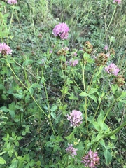 Trifolium pratense