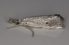 Haimbachia albescens