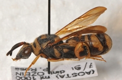 Leucospis intermedia