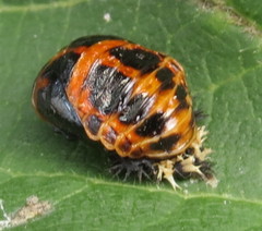 Harmonia axyridis