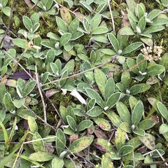 Pilosella officinarum