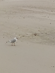 Chroicocephalus ridibundus