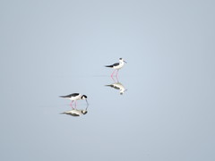 Himantopus himantopus