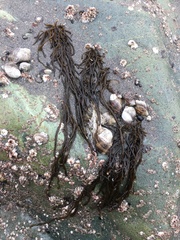 Ectocarpales