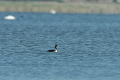 Podiceps cristatus