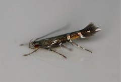 Cosmopterix pulchrimella