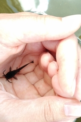 Ameiurus nebulosus