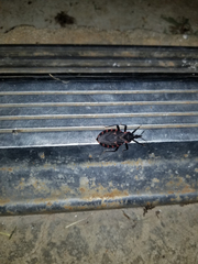 Triatoma sanguisuga