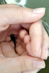 Ameiurus nebulosus