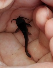 Ameiurus nebulosus