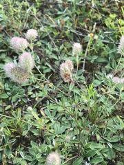 Trifolium arvense