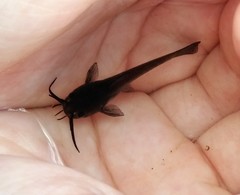 Ameiurus nebulosus