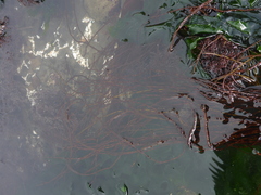 Gracilariaceae