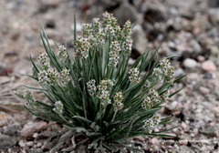Plantago nivea