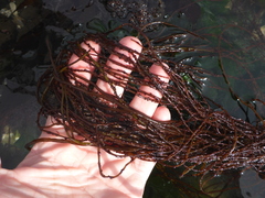 Gracilariaceae
